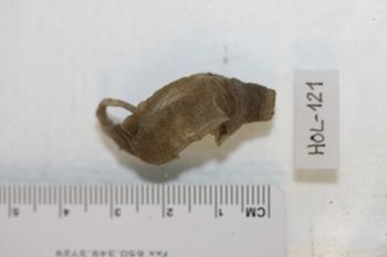 Media type: image;   Invertebrate Zoology HOL-121 Description: Preserved specimen.;